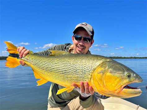  Dorado: ¿Un pez dorado con la fuerza de un tiburón?