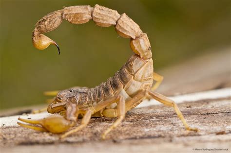  Escorpión Amarillo: ¡Un Maestro del Veneno Disfrazado de Miniatura Guerrera!