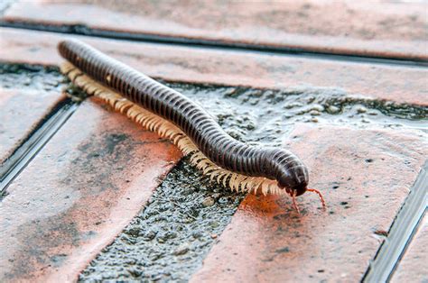  Hilos de Fuego: Descubriendo los Fascinantes Hábitos del Diplopoda