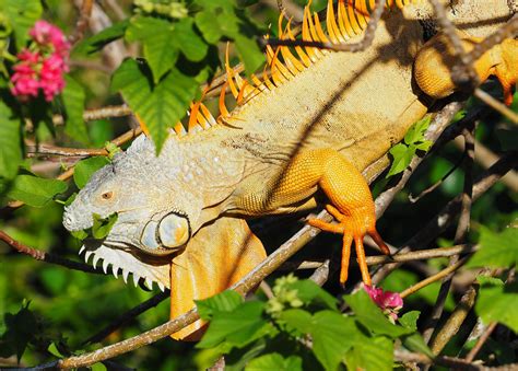  Iguana: ¿Un Lagarto Vegetariano Con Una Cresta Imponente?