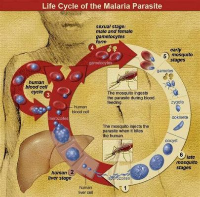  Plasmodium: Un Viajero Microscópico Que Se Apodera Del Cuerpo