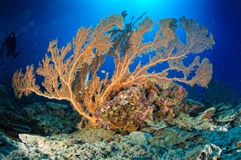  Vaso de Gorgonia: Un invertebrado marino que desafía la gravedad con sus formas etéreas y tentáculos danzantes!