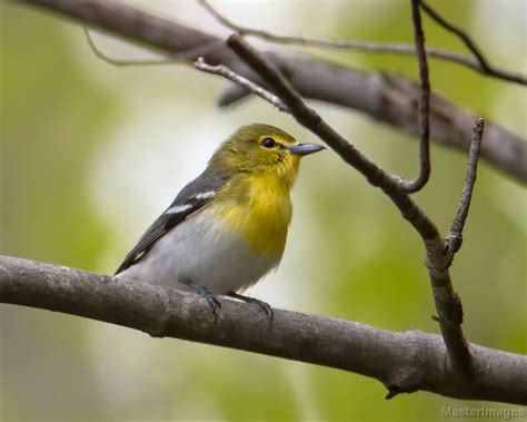  Yelllow-throated Vireo: ¡Un maestro del camuflaje que canta melodías desde las copas de los árboles!