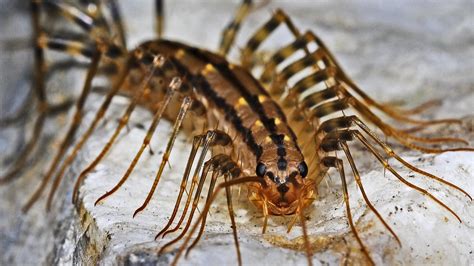  Centipede: Un animal de mil patas que te dejará boquiabierto con su increíble capacidad de regeneración!