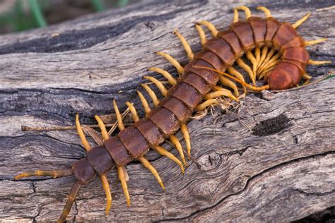  ¡Quién diría que un animal con tantas patas podría ser tan fascinante! Descubra las peculiaridades de la _Question Mark Centipede_.